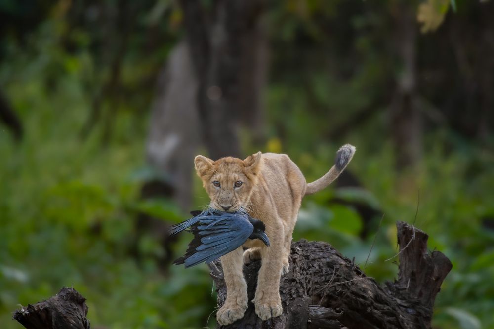 Asiatic Lion Cub