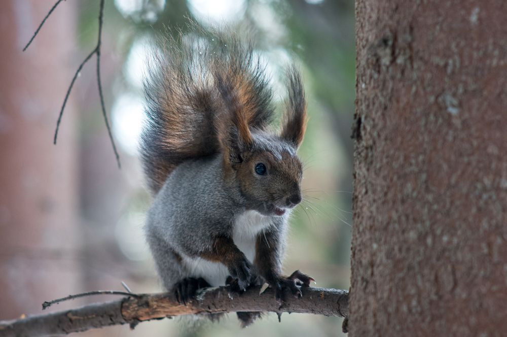 Photograph by Владимир Янчук