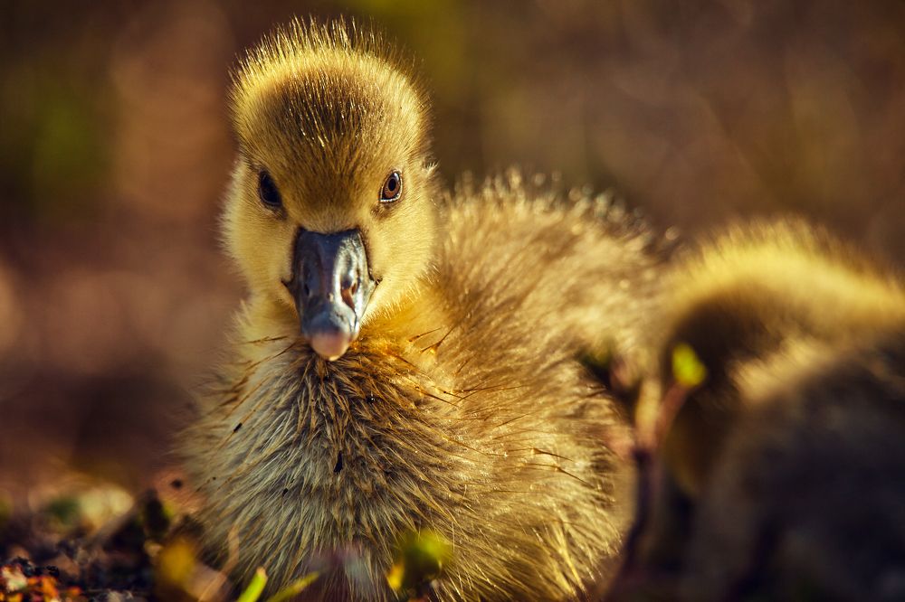 Photograph by Stasiukiewicz Andrzej