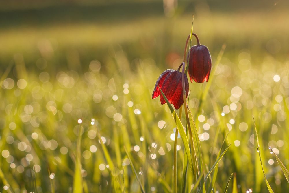 Рябчики утром