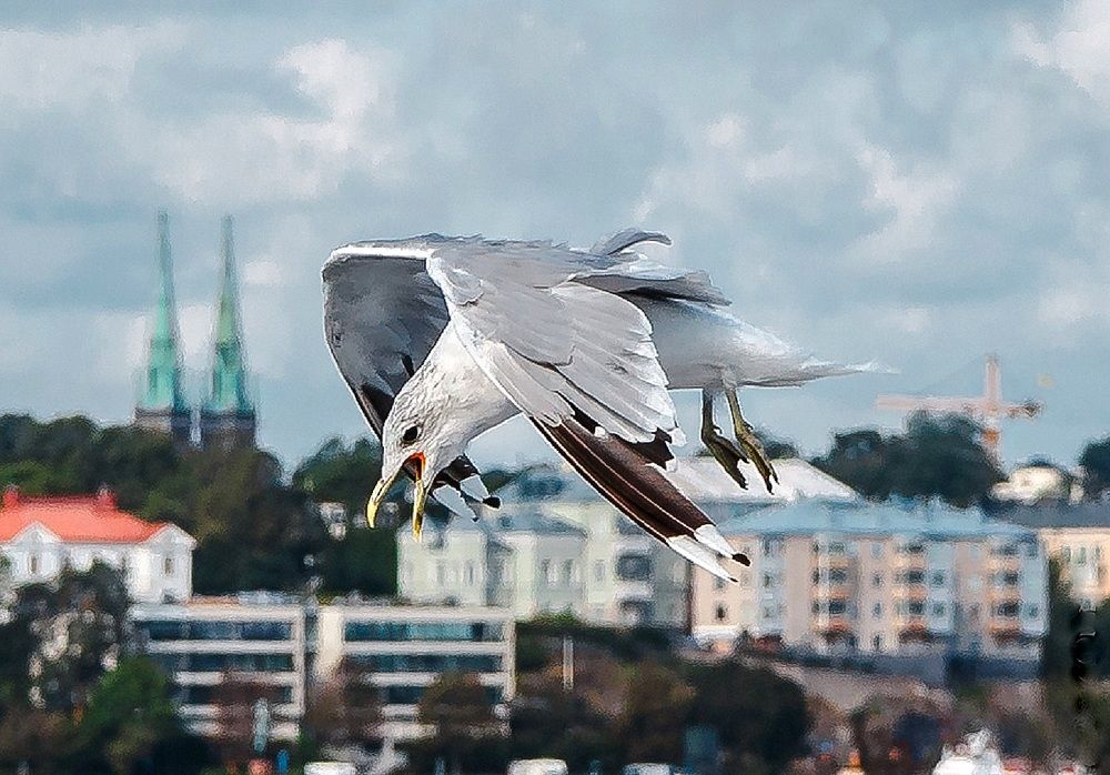 Посадку давай!