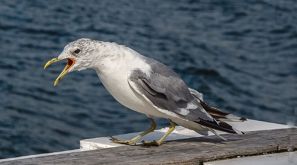 Попрошайка