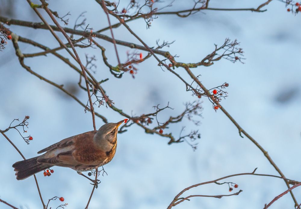 Зимняя рябина