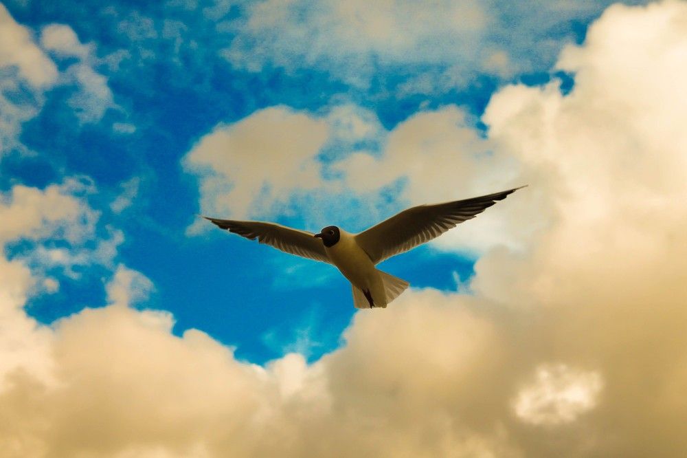 Photograph by Артём Шестаков