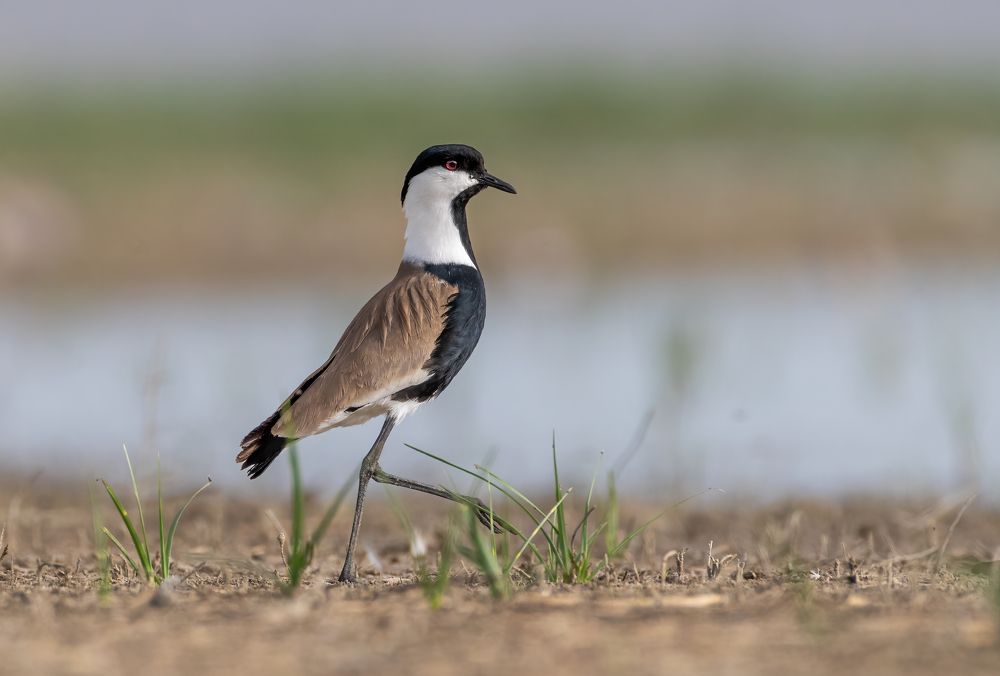 Photograph by Vahid Yavari