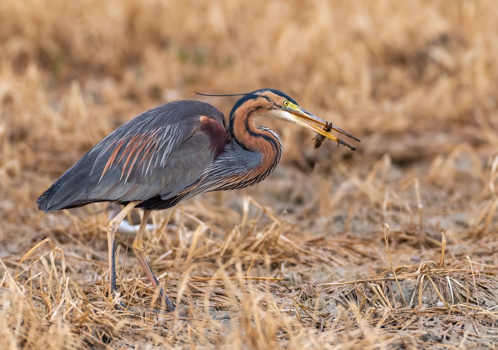 Photograph by Vahid Yavari