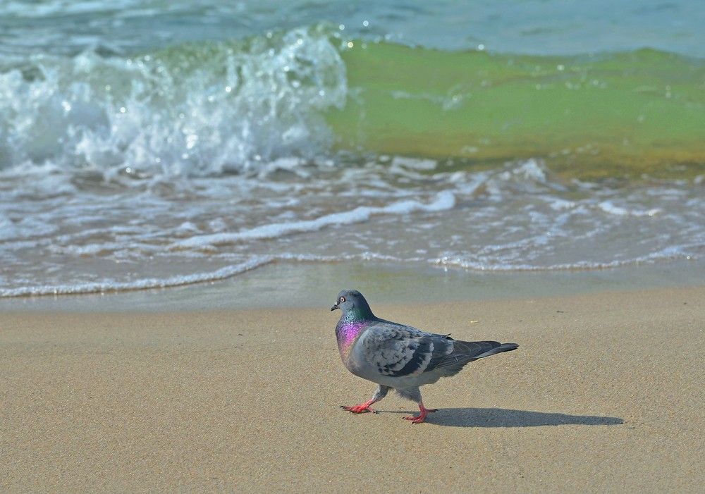 Балтийский берег, мирная вода.