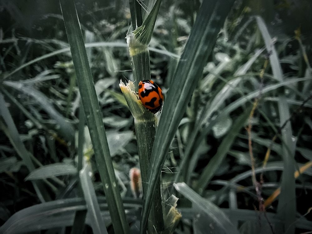 Photograph by ANIRUDH M