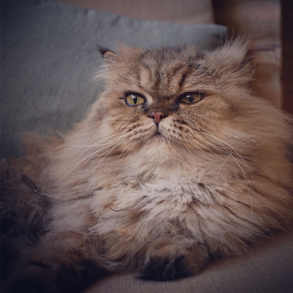 Photograph by Kira Bahvalova