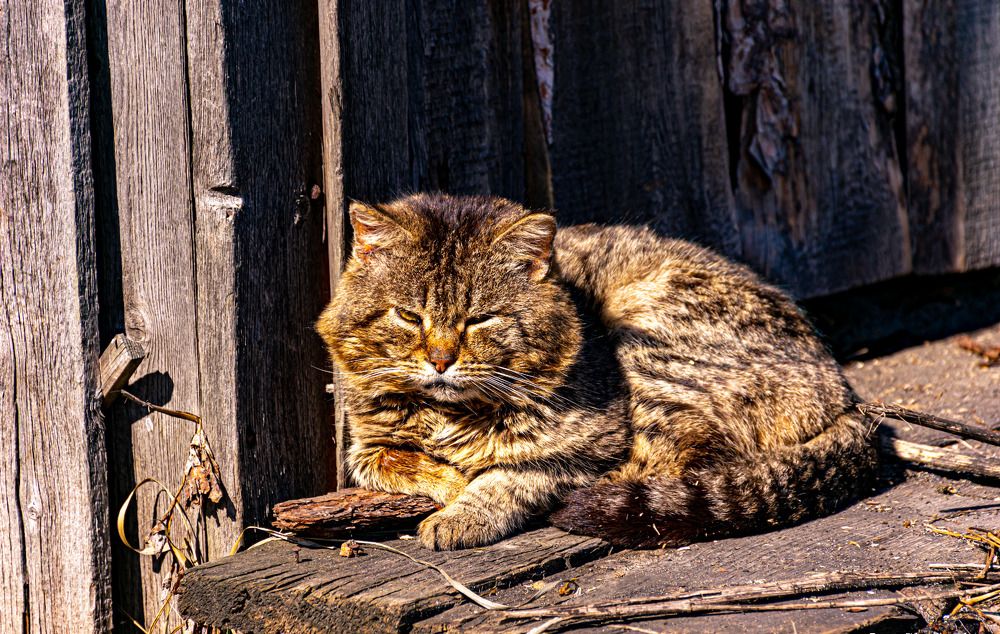 Photograph by Игорь Скорняков
