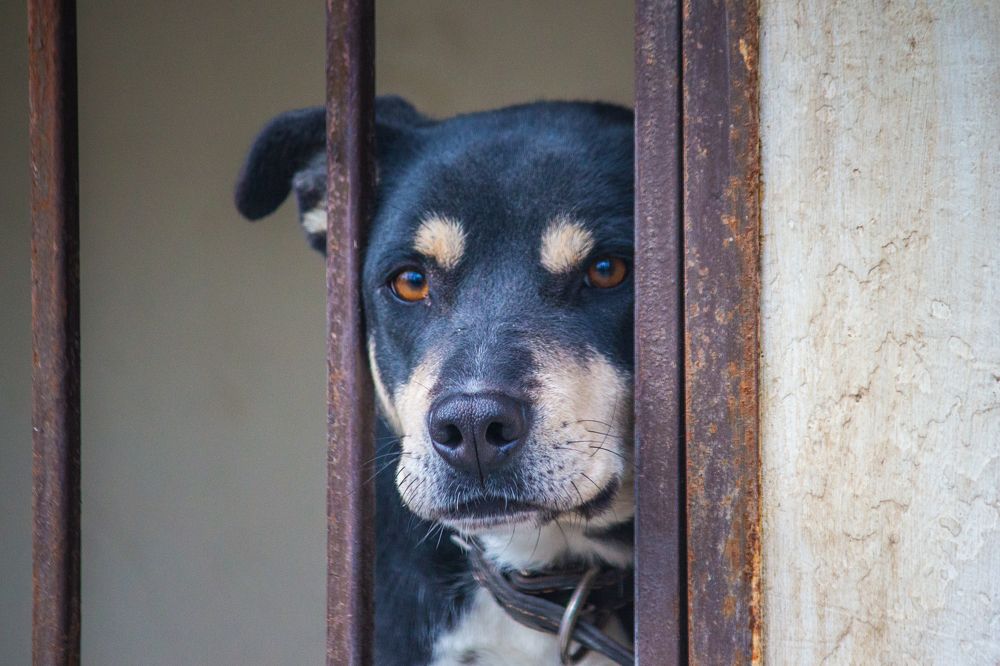 Photograph by Елена Шахова