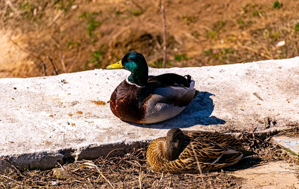 Photograph by Игорь Скорняков