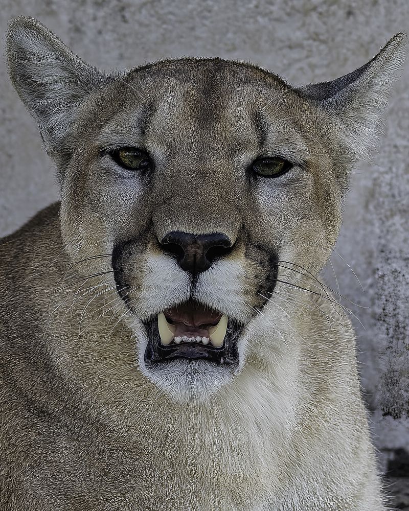 Фотография автора Raymond Asiala