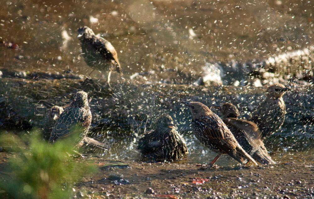 Фотография автора Оксана Сырчина