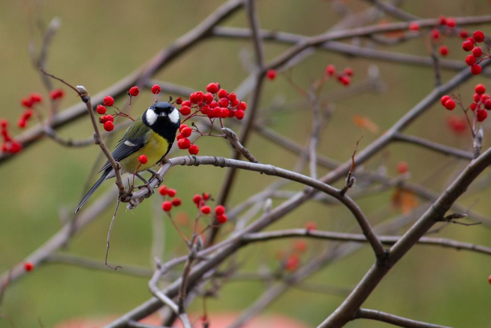Фотография автора Оксана Сырчина