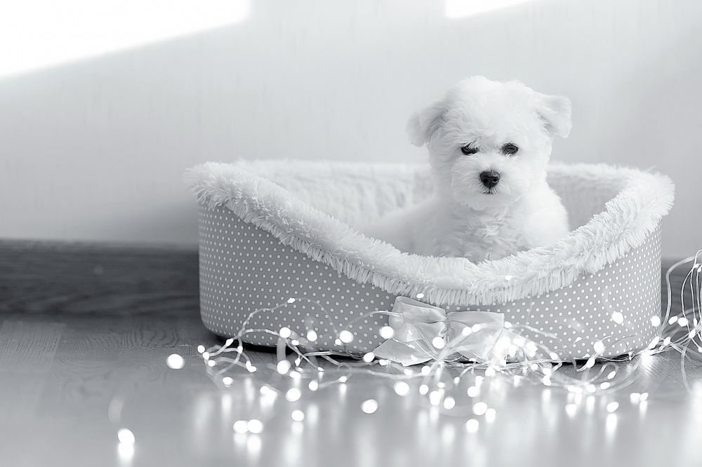 Photograph by Екатерина Золотых