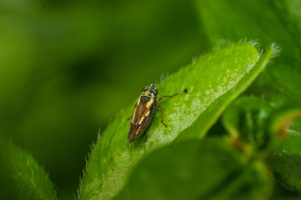 Фотография автора Jose Marcos Carvajal Tarazona