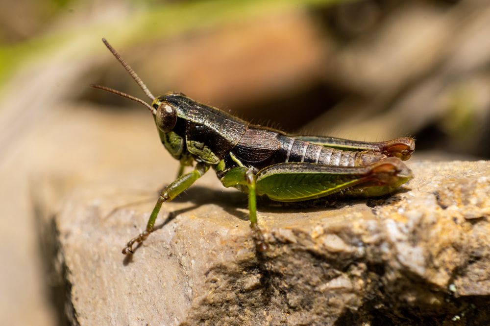 Фотография автора Jose Marcos Carvajal Tarazona
