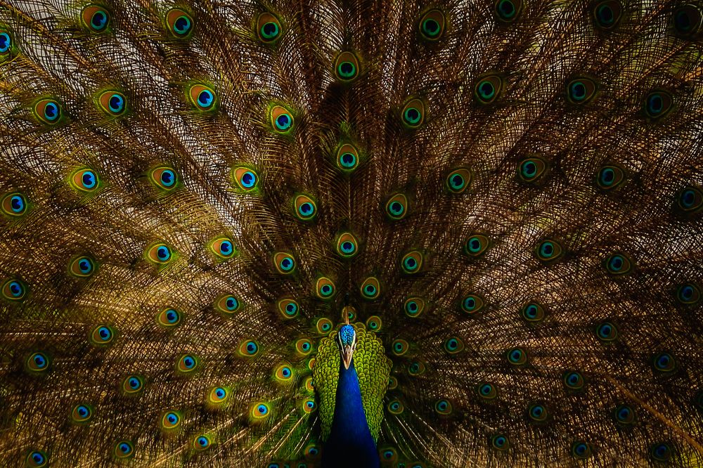 Photograph by Arun Kumar Nalimela