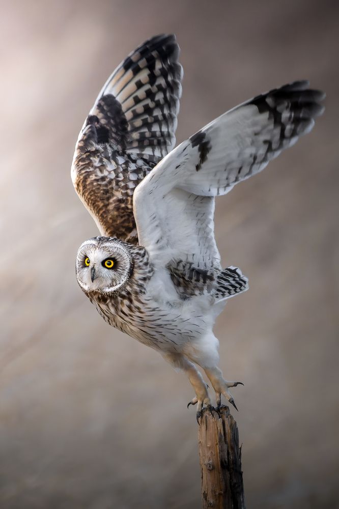 Photograph by Matsubara Hiroki