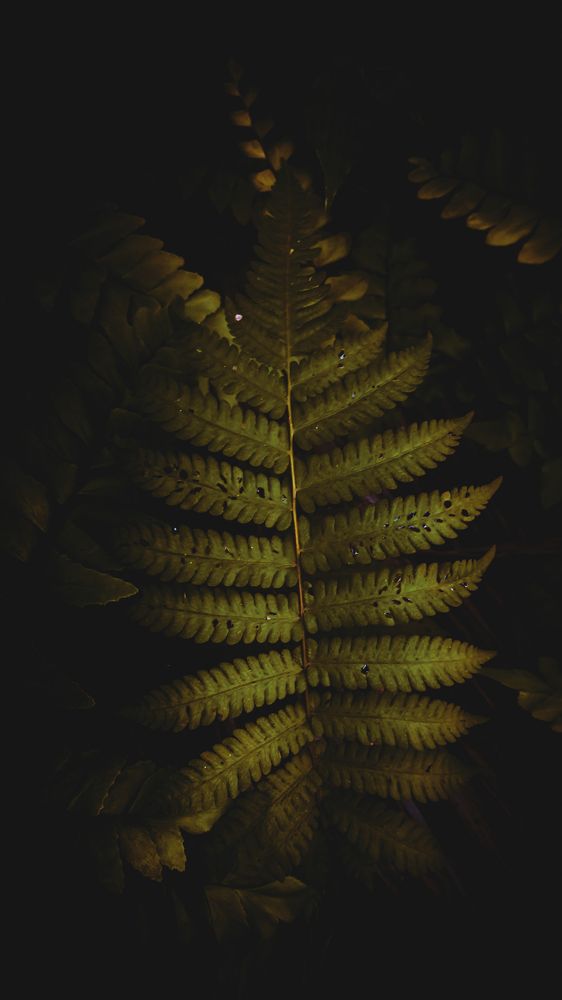 Photograph by Cherakkara Reshmi