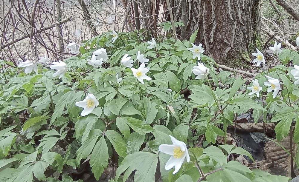 Photograph by Василий Раковец