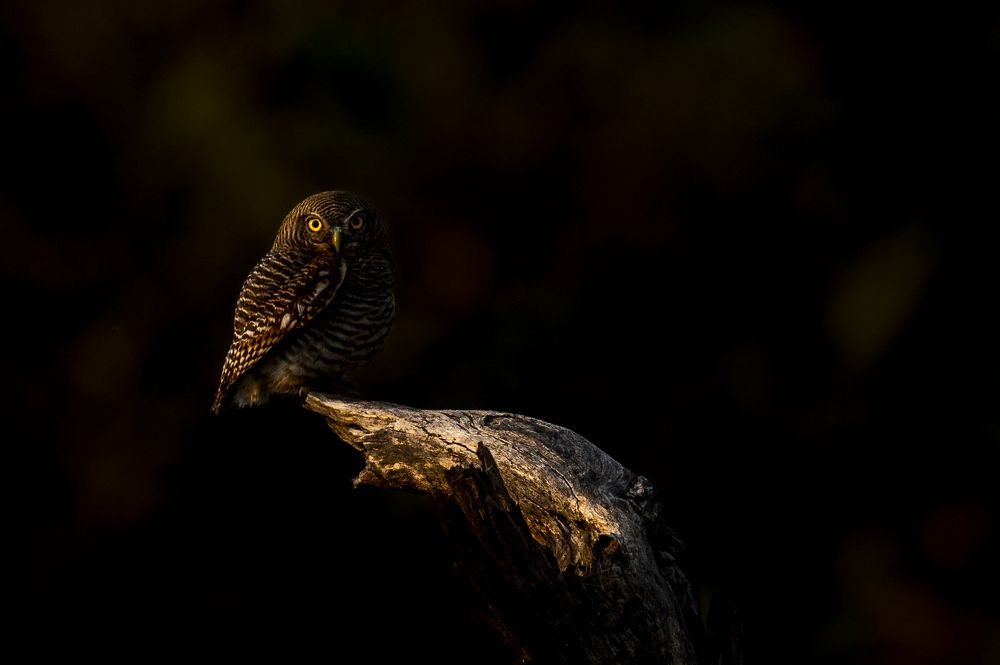 Photograph by Narayanan Iyer
