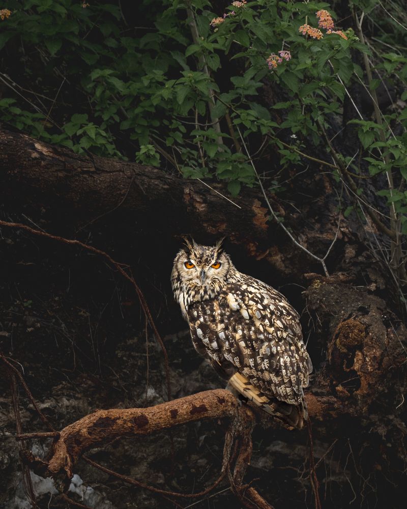 Photograph by Narayanan Iyer