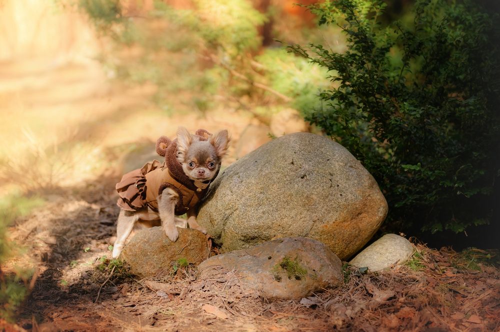 Фотография автора Яна Романова