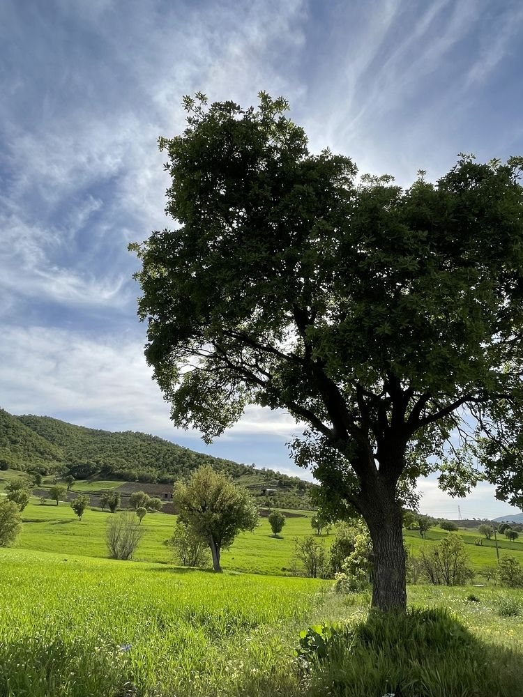 Photograph by Sahand Salmanian