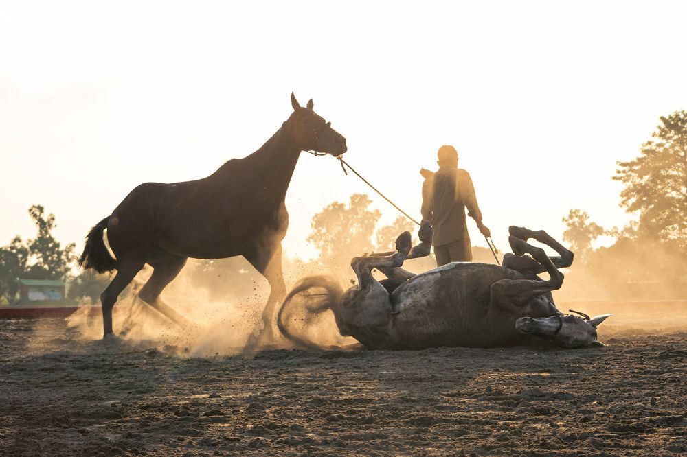 Horses Getting Ready For Polo Match