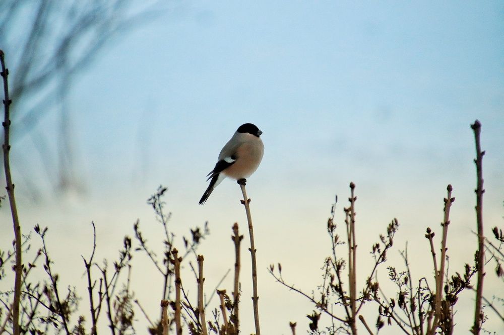 Photograph by Jelena Dzene