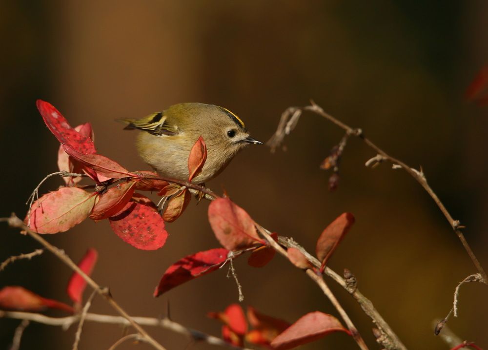 Photograph by Хромов