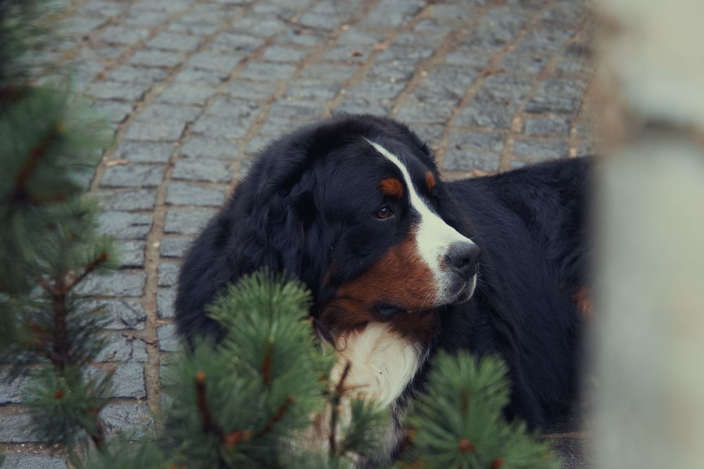 Фотография автора Глеб Колобаев