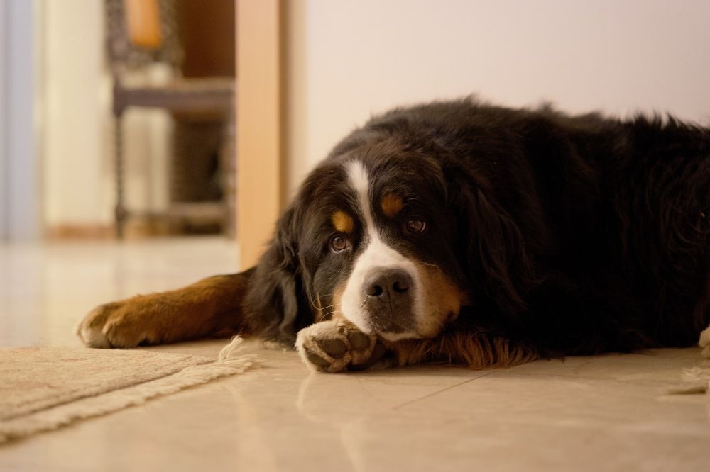 Фотография автора Глеб Колобаев