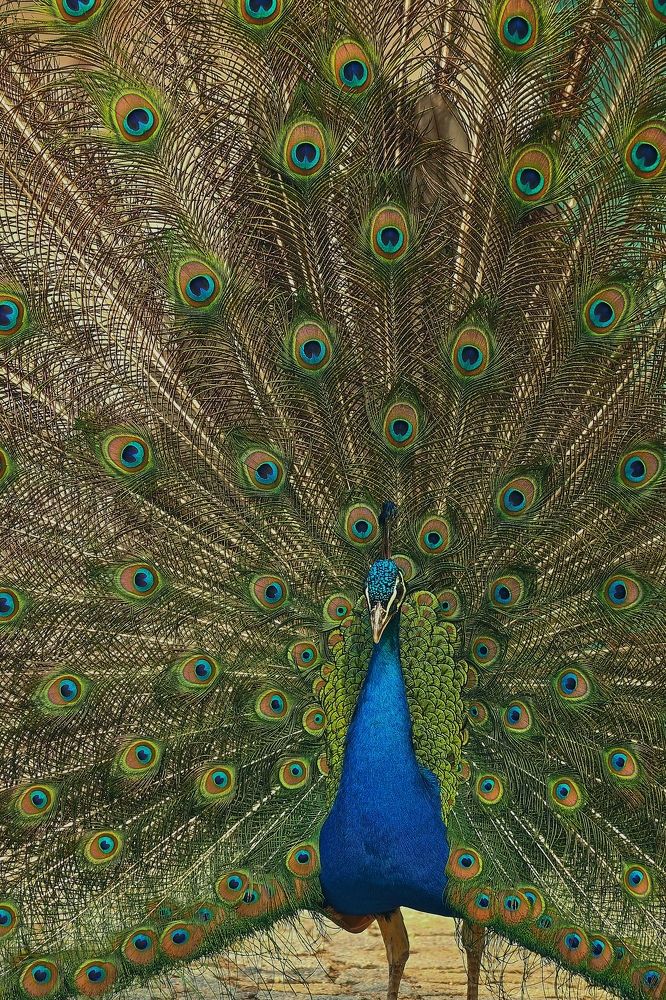 Photograph by Jan Musil