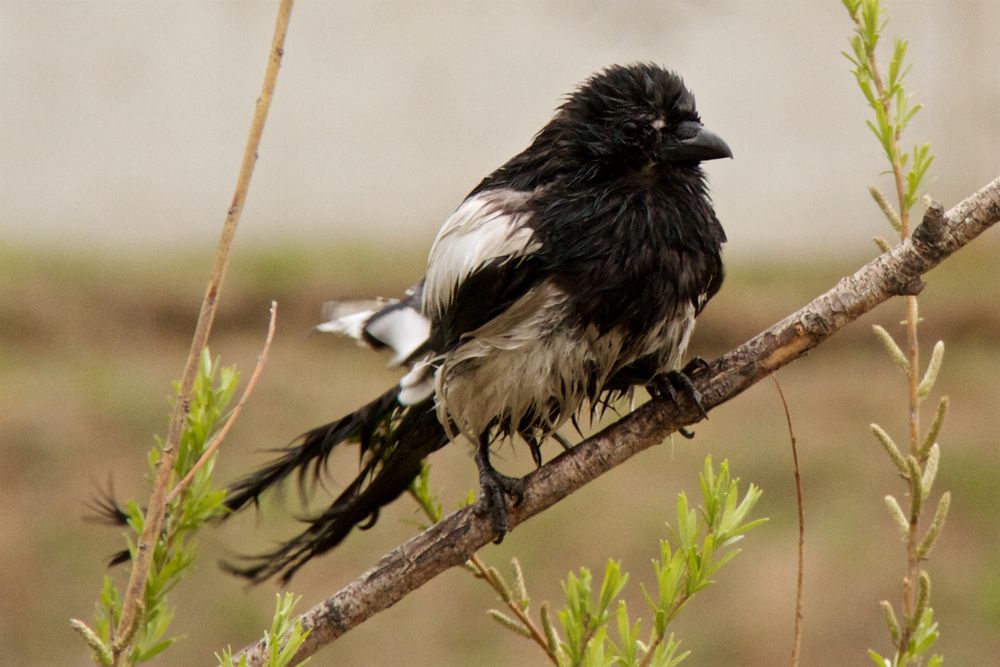 Мокрая сорока