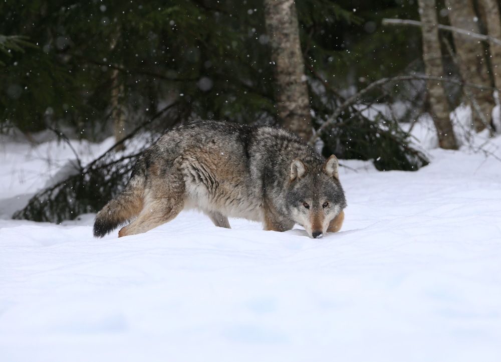 Photograph by Хромов