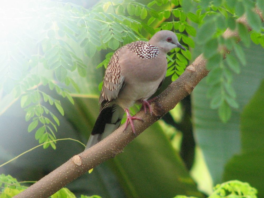 Photograph by SURAJIT SARKAR