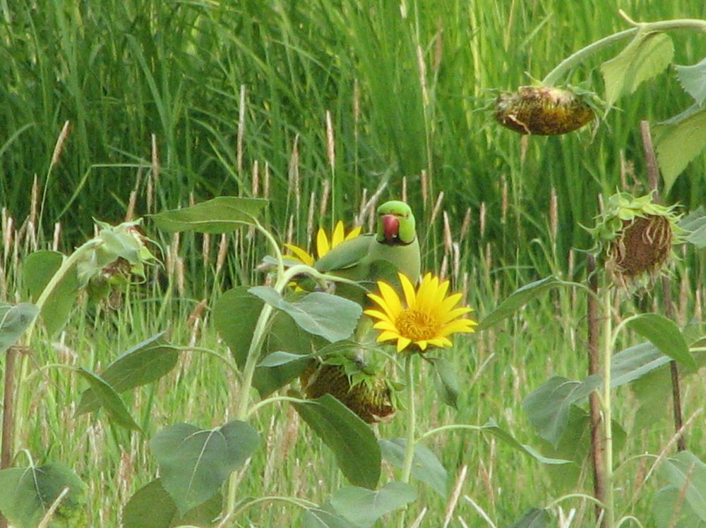 Photograph by SURAJIT SARKAR