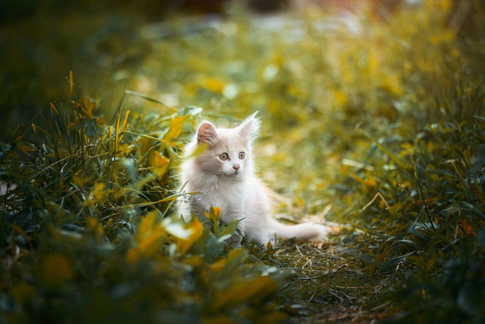 Котенок в траве