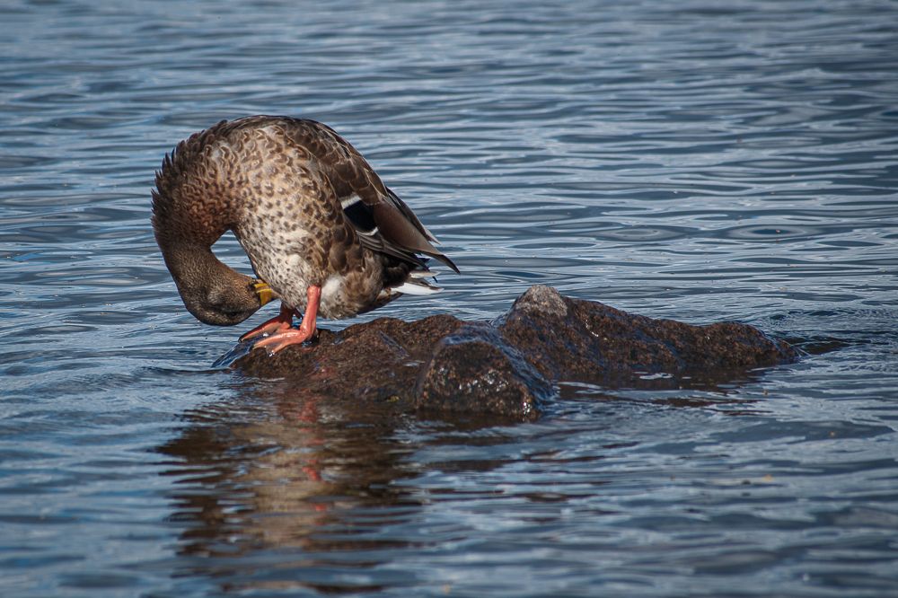 Фотография автора Иван Вострецов