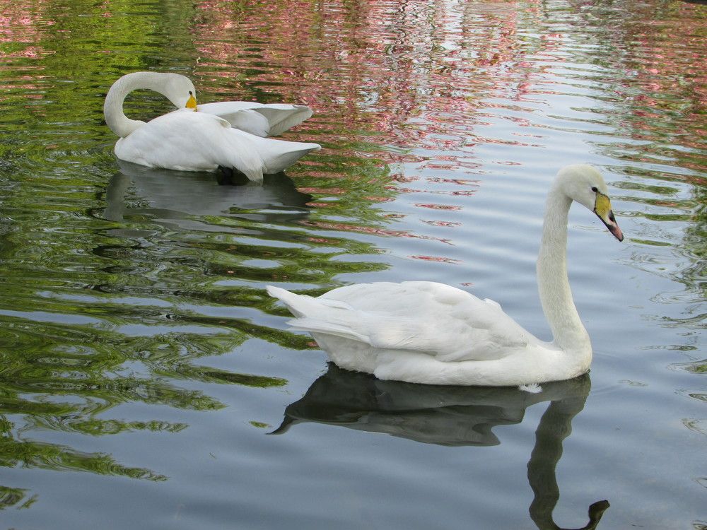Photograph by Юлия Гурова