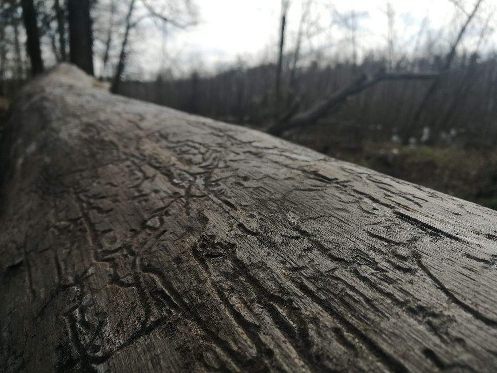 Photograph by Михаил Черкашин
