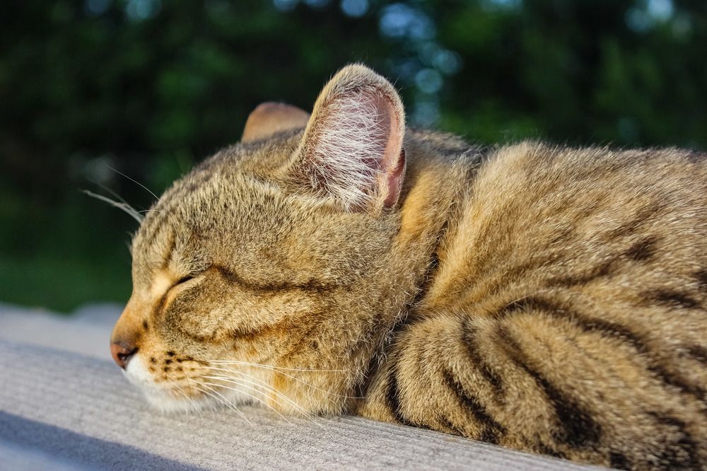 Photograph by Анастасия Чадина