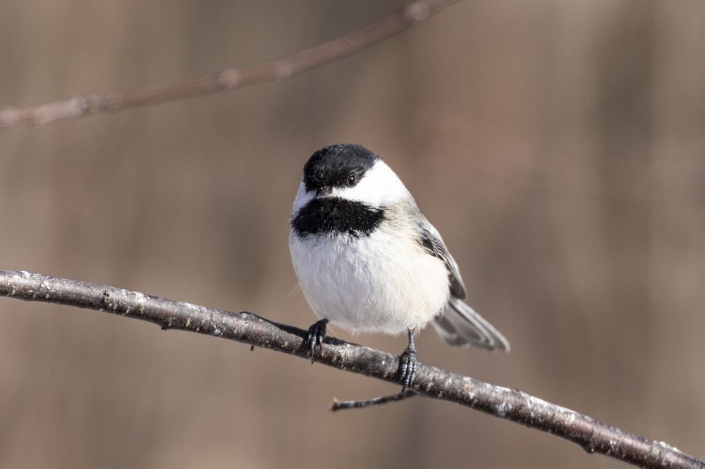 Фотография автора Clement Roy
