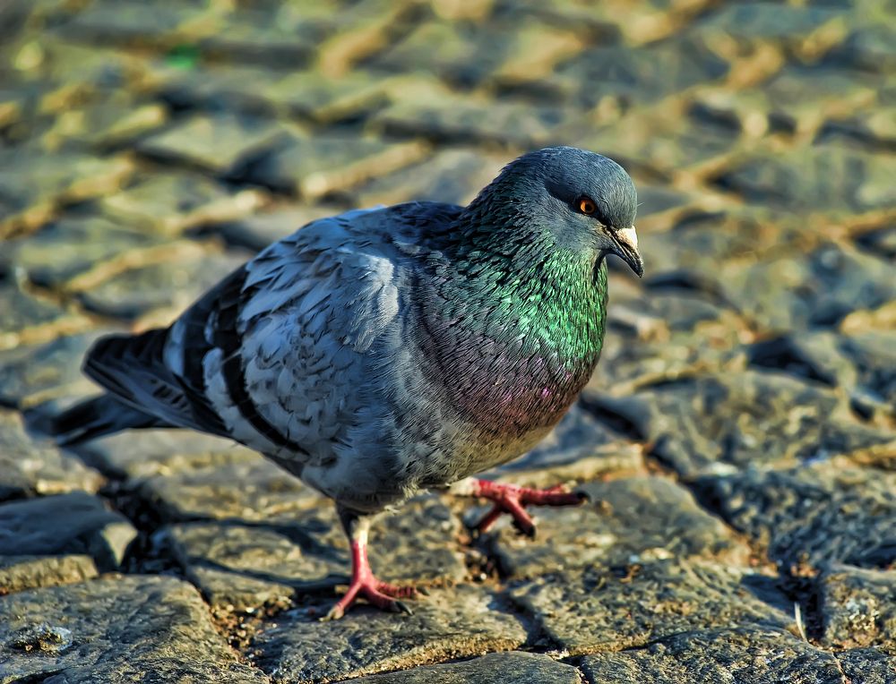 Photograph by Анна Кривицкая