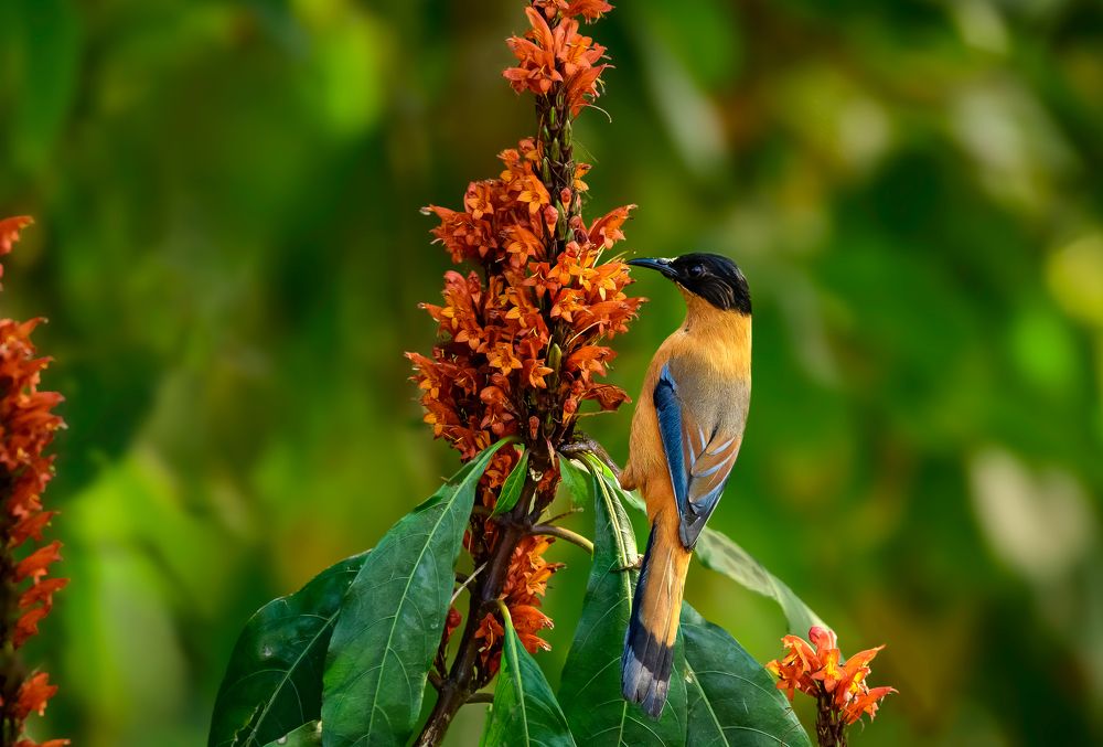 Rufous sibia