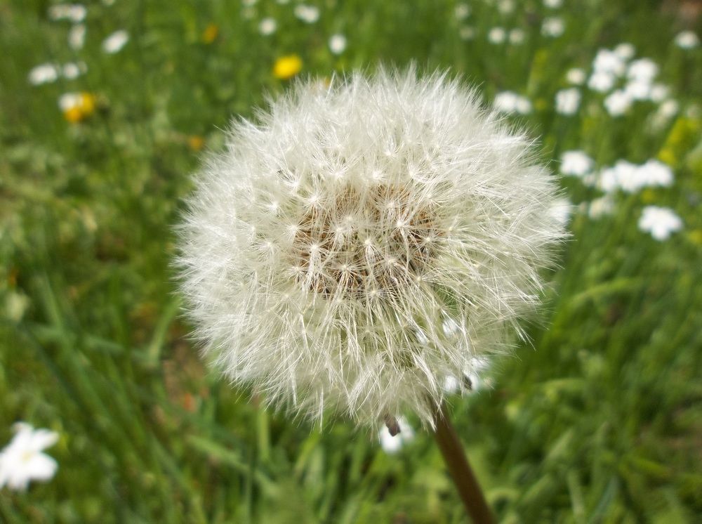 Photograph by Георги Колев