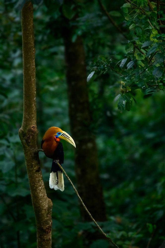 Rufous-necked hornbill